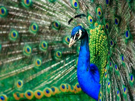 Adanya burung paok sayap biru di indonesia ini bisa ditemui di hutan yang ada di sumatera, kalimantan. 10 Haiwan Paling Berwarna Warni Di Dunia..!!! - Selongkar10