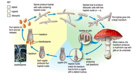 Biology Fungi Diagram Quizlet