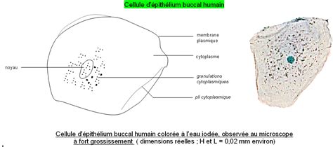 Cellule De L Pith Lium Buccal Banque De Sch Mas Svt Acad Mie De Dijon