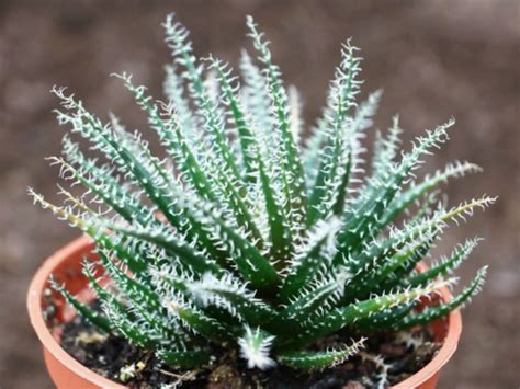 We did not find results for: Aloe haworthioides - Haworthia-leaved Aloe | World of ...