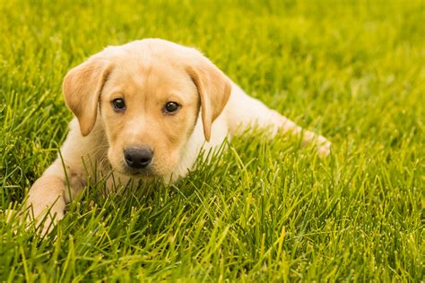 Double click on small pic to on pic to. Yellow Lab Puppy- Placed - Puppy Steps Training