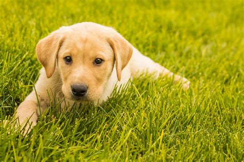 Yellow labs pics are great to these animated pictures were created using the blingee free online photo editor. Yellow Lab Puppy- Placed - Puppy Steps Training