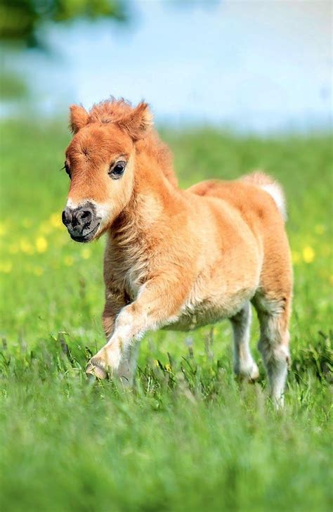 Salih Kallemoglu Cute Horses Baby Horses