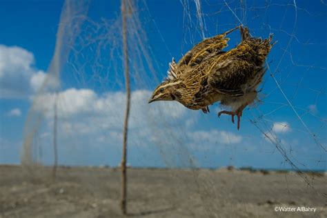 how dutch migratory birds are caught by trapping nets wur