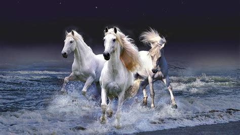 White Horses Running Through Water Or Sea White Horses Horses Horse