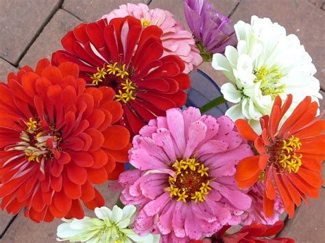 After uploading my previous rose video with real time i was thinking that i. Blooming Hill Lavender Farm: Zinnia--The "Cinderella" of ...