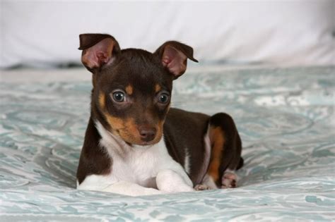 Funny Puppies Beagle Rat Terrier Mix L2sanpiero