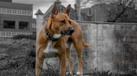 Belgian malinois pitbull mix brindle. Belgian Malinois Mixes: 11 Beautifully Unique Crossbreeds