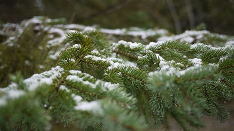 Snowy Winter Pine Tree Branches Snow Free Stock Photo