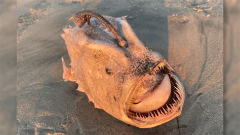 Ultra Rare Deep Sea Monster Footballfish Washes Ashore