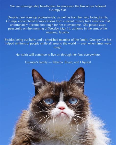 Grumpy Cat Has Died Aged Seven Lotto The Cat