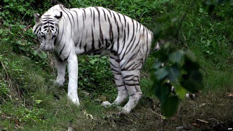 No Sex Please India Shy White Tiger Refuses To Mate Bbc News