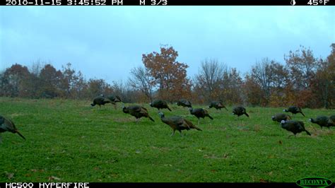 It does however have another reputation in some circles. Over-Seed Deer Plots with Clover for Turkeys | Mossy Oak