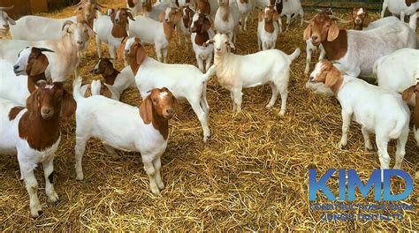 Tips For Choosing The Right Goats Kimd Construction And Farm Consultants