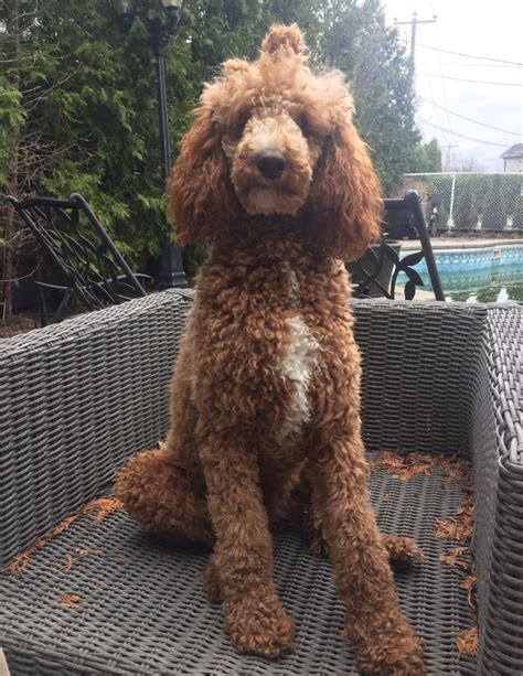 Standard Poodle Haircut Pictures The 25 Best Standard Poodles Ideas