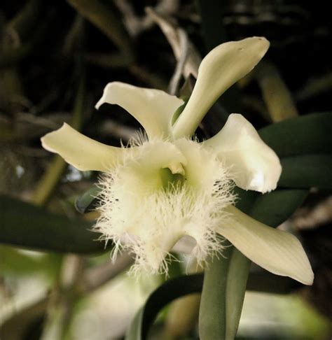 Flor Nacional De Honduras Orqu Dea Rhyncholaelia Digbyana