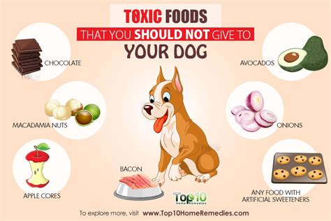 Humans have different nutritional needs than dogs, and dog food doesn't contain all. 10 Toxic Foods that You Should Not Give to Your Dog | Top ...