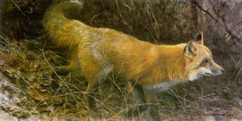 Robert Bateman Presents On The Move Red Fox Wildlife Art Fox