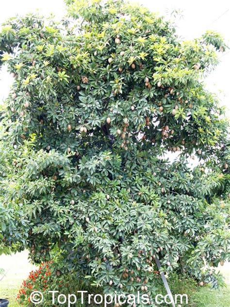 Tannins are a complex family of naturally occurring polyphenols. Manilkara zapota, Manilkara achras, Achras sapota ...