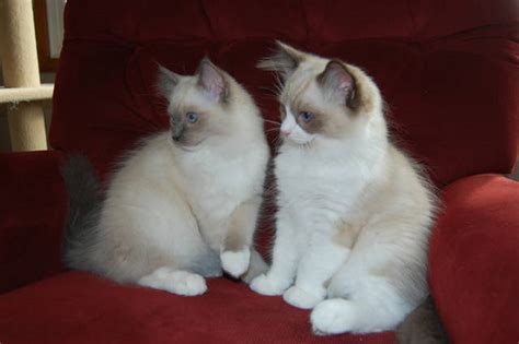 If you think you could give a loving home to a kitten. Ragdoll kittens FOR SALE ADOPTION from Belle Plaine Kansas ...