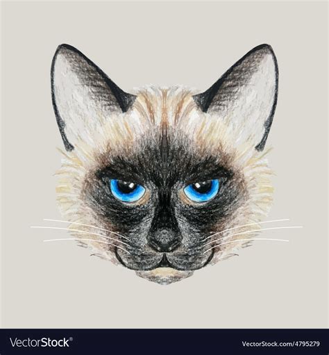 Siamese Cat Royalty Best Cat Wallpaper