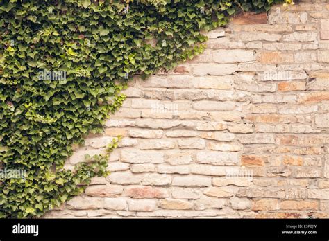 Ivy Vines Climbing Up Old Rustic Stone Wall Stock Photo Alamy