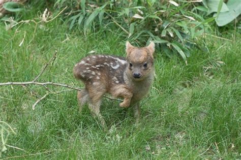 Tiny Baby Deer Frolics In Grass Picture Cutest Baby Animals From