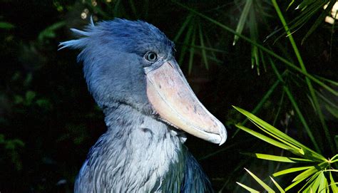 How Birds Evolved Such Crazy Beaks Futurity