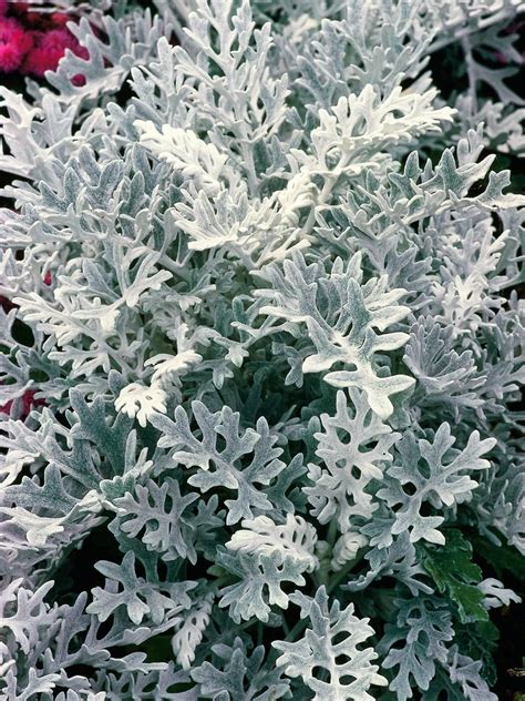 Silver Foliage Plants The 12 Best Silver Plants For Your Yard Costa
