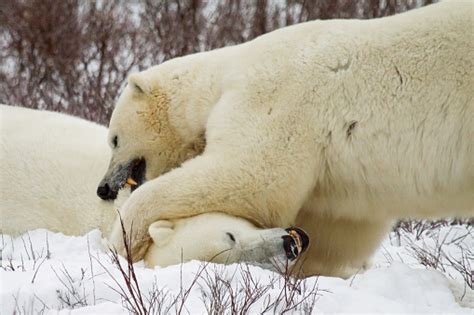 Two Polar Bears Fighting And Biting Stock Photo Download Image Now