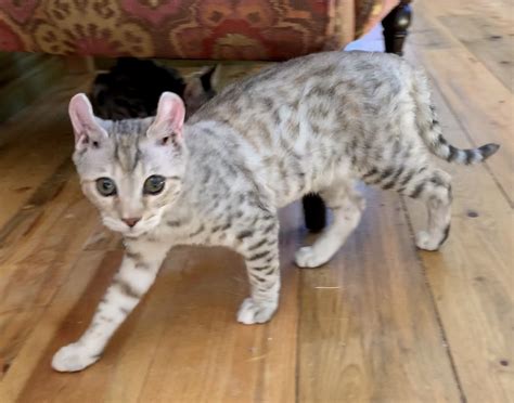 These cat breeders may have kittens for sale right now, that were not listed here in our classifieds section. Highland Lynx Cats For Sale | Boulder, CO #337790