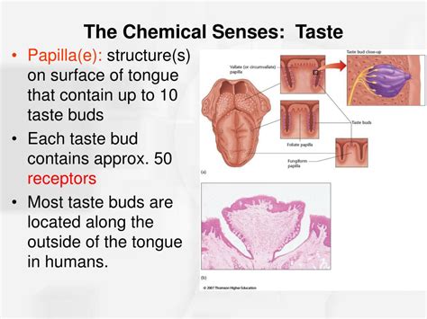 Ppt Chapter 7 The Other Sensory Systems Powerpoint Presentation Free