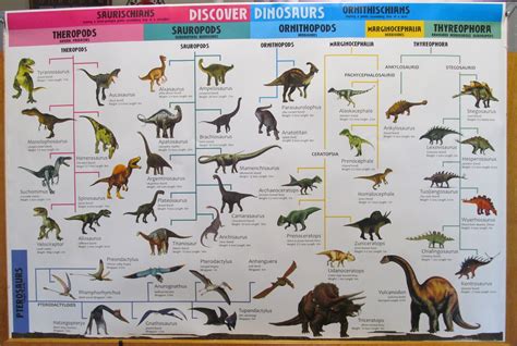 Chart Of Dinosaur Species