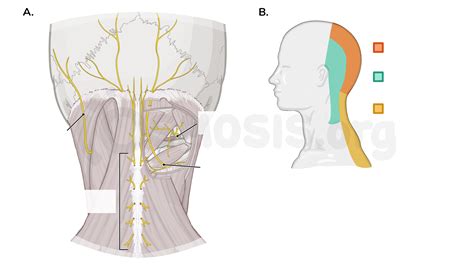 Anatomy Of The Suboccipital Region Osmosis