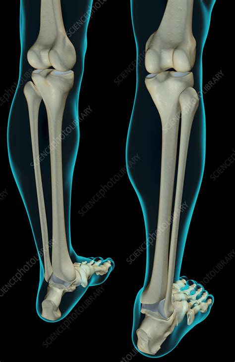 The Bones Of The Leg Stock Image F0019588 Science Photo Library
