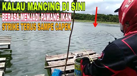 Mancing Di Spot Ini Berasa Pawangnya Ikan Nila Youtube