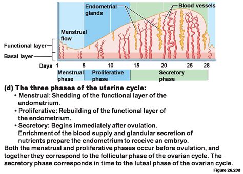 Phases Of Uterine Cycle