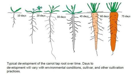 World Carrot Museum Description Of Carrot Root How To Plant Carrots