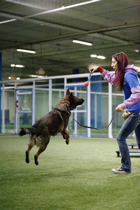 A Guide To The Different Types Of Dog Training