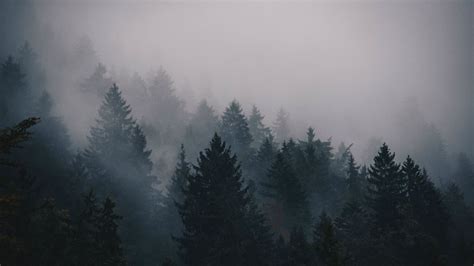 Fog 5k 4k Wallpaper Trees Forest Horizontal Foggy Forest Misty