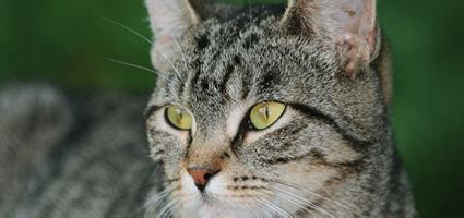 Bonnie beaver explains second edition, page 172 it is high testosterone that causes spraying, roaming, and fighting and therefore neutered males are more home loving and attentive to owners. How to Tell Whether a Male Cat Is Fixed - Catster