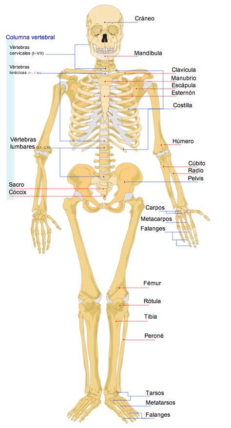 El Cuerpo Humano El Esqueleto Sistema Oseo