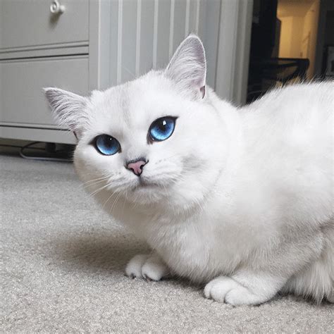 This Cat Has The Most Beautiful Eyes Ever Bored Panda