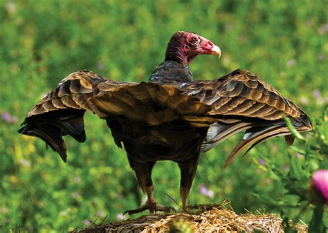 Two eggs are normally laid, a pattern confirmed by tbba observers. Turkey Vultures: Nature's Cleanup Crew - NEBRASKAland Magazine