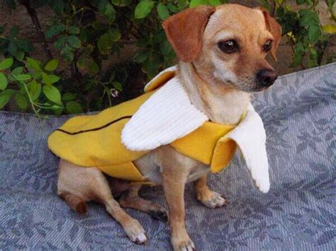 Dog Wearing Banana Costume Dog Costumes Banana Costume Costumes