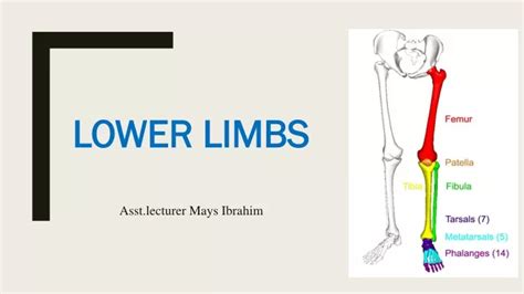 Ppt Lower Limbs Powerpoint Presentation Free Download Id8906004