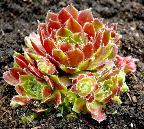 Low price for cactus lg g5: 175 best images about Grow: Succulents Zone 6 Hardy on ...