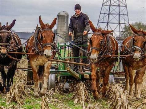 Money Secrets of Amish People - Business Insider