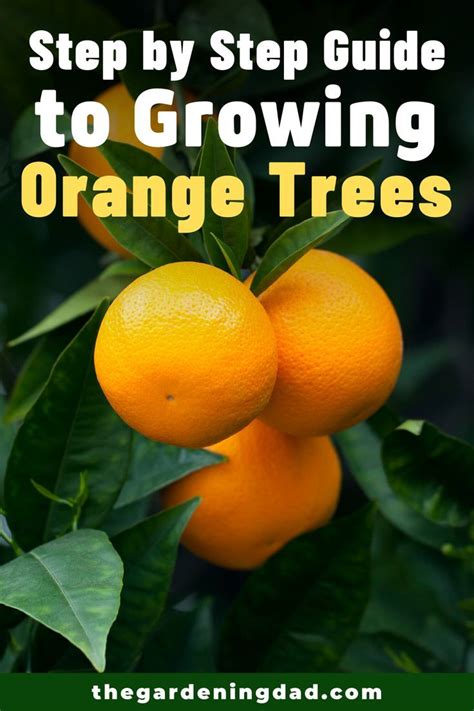How To Grow Orange Trees In Pots 10 Easy Tips Orange Plant