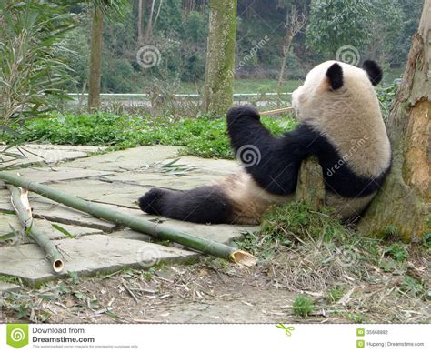 Panda Der Bambus Isst Stockfoto Bild Von Bambus Reizend 35668882